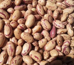 Kikara-Sugar-Beans-768